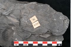 Foto (Detailansicht) von Odontopteris minor Brongniart (NHMW-GEO-2024-0188-10722)
